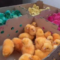 جوجه رنگی