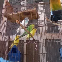 مرغ عشق  هلندی