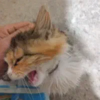 بچه گربه پرشین