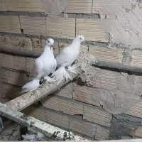 کبوتر