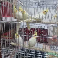 عروس هلندی لوتینو بالغ ۷ عدد با هم