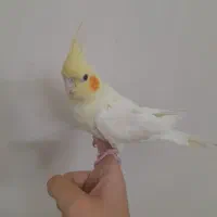 فروشی|پرنده|ابریشم, |دیوار