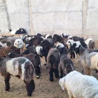 بره|حیوانات مزرعه|ایذه, |دیوار
