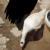 جوجه غاز|حیوانات مزرعه|گرگان, |دیوار