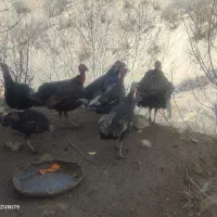 بوقلمون ماده|حیوانات مزرعه|شیراز, شهرک سراج‎|دیوار