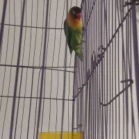 طوطی برزیلی|پرنده|ری, صالح آباد جنوبی (باغ رضوان)|دیوار