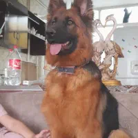 واگذاری سگ ژرمن شولاین