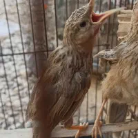 پرنده