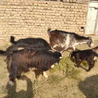 بزغاله کوچک.|حیوانات مزرعه|قزوین, |دیوار