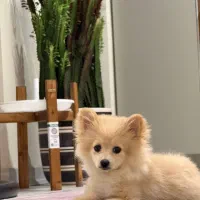 واگذاری پامرانین