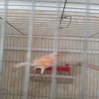 قناری نر شلاقی