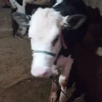 گوساله ماده سیمینتال|حیوانات مزرعه|بیلوار, |دیوار