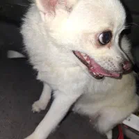 سگ پامرانین روباهی