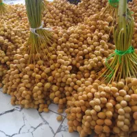 خارک برحی‌فقط تماس