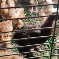 جوجه برهما|حیوانات مزرعه|بابل, |دیوار