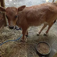 گوساله دورگه ماده
