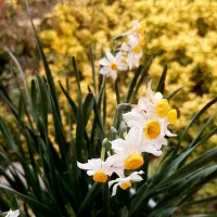 گل نرگس|گل و گیاه طبیعی|کلاچای, |دیوار