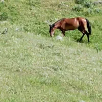 اسب تیز پا|اسب و تجهیزات اسبسواری|بستان آباد, |دیوار