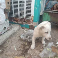 سگ پاکوتا|سگ|نیشابور, گنبد سبز|دیوار