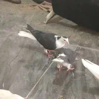 جوجه|پرنده|سبزوار, جهاد کشاورزی|دیوار