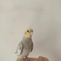 عروس هلندی دستی