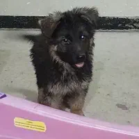 دوماهه های ژرمن شپرد