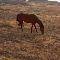 چارتا مادیان همه عرب وسواری|اسب و تجهیزات اسب‌سواری|اهواز, دانشگاه چمران|دیوار