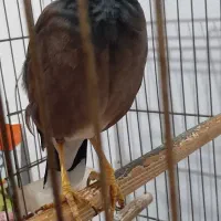 مرغ مینا سخنگوباهوش و زبل|پرنده|اسلام‌شهر, شهرک محمدیه|دیوار