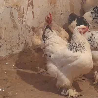 مرغ و خروس برهما ابریشمی کوشین