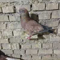 کبوتر جفت کله ایی
