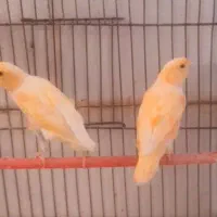 قناری و سهره سروستان