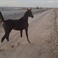 کره مادیان عرب خالص ایرانی