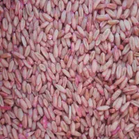 گندم پیشگام و اذر۲ بذری .جو سرارود|عمدهفروشی|ماهیدشت, |دیوار