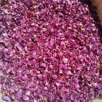 فروش گل و گیاه