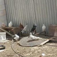 کفتر سرخ زرد زاغ دم سفید