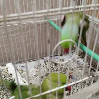 جفت طوطی ملنگو