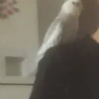 پرنده عروس هلندی گم شده