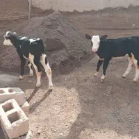 دو عدد گوساله سیمینتال