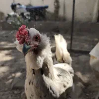 جوجه گلین