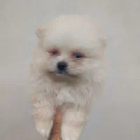 پامرانین اصیل بدون واسطه