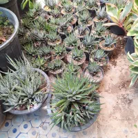 هاورتیا ساکولنت اپارتمانی|گل و گیاه طبیعی|فلاورجان, |دیوار
