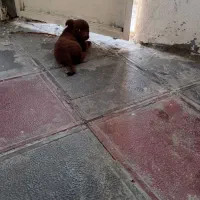 واگذاری|سگ|تربتحیدریه, باغ سلطانی|دیوار