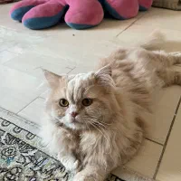 گربه پرشین بریتیش برای جفتگیری