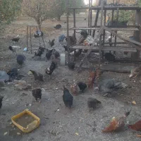 خروس محلی جوان|حیوانات مزرعه|نقده, |دیوار