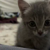 واگذاری گربه dsh محدوده کرج
