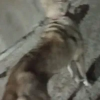 سگ پژدر اصیل درشت