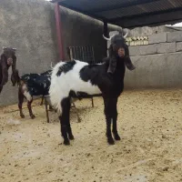 چپش چاق داشتی پاکستانی