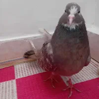 کفتر...عکس ها مربوط به کفتر میباشد
