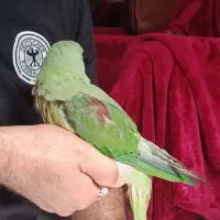 شاه طوطی|پرنده|سیرجان, |دیوار