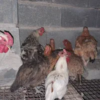 مرغ و خروس و جوجه